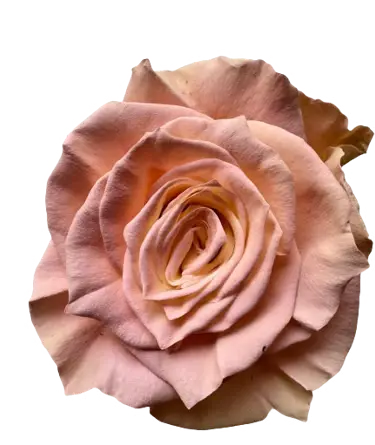 M. Whispering